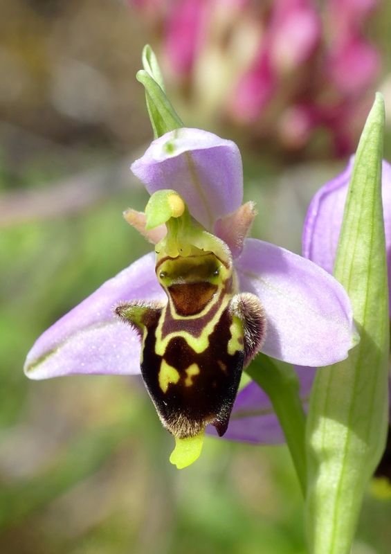 Ophrys apifera x Ophrys holosericea subsp.dinarica, splendidi ibridi nell''aquilano 2021.